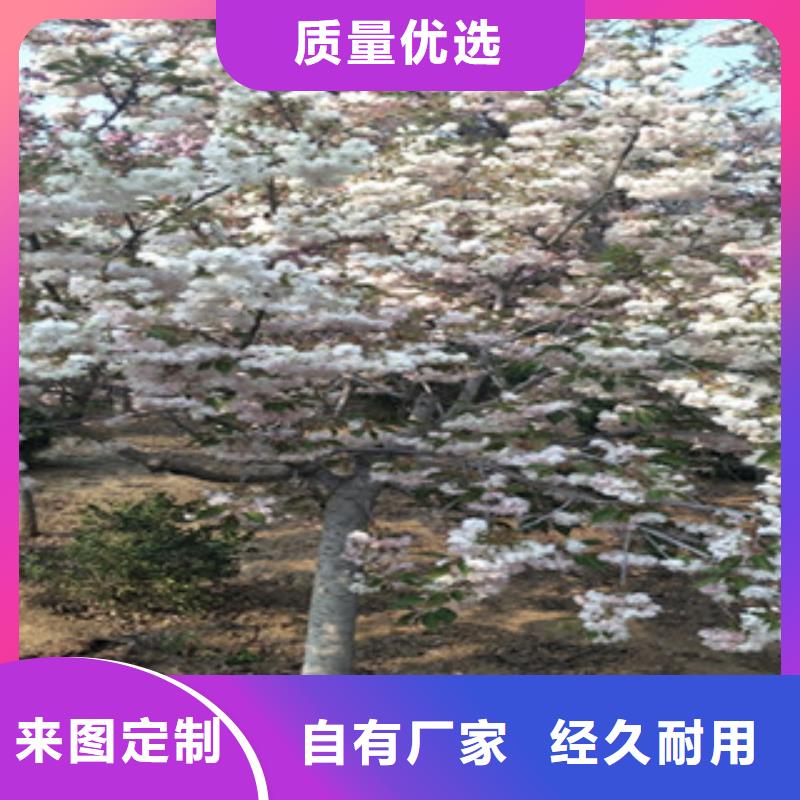 樱花占地果树源头厂商