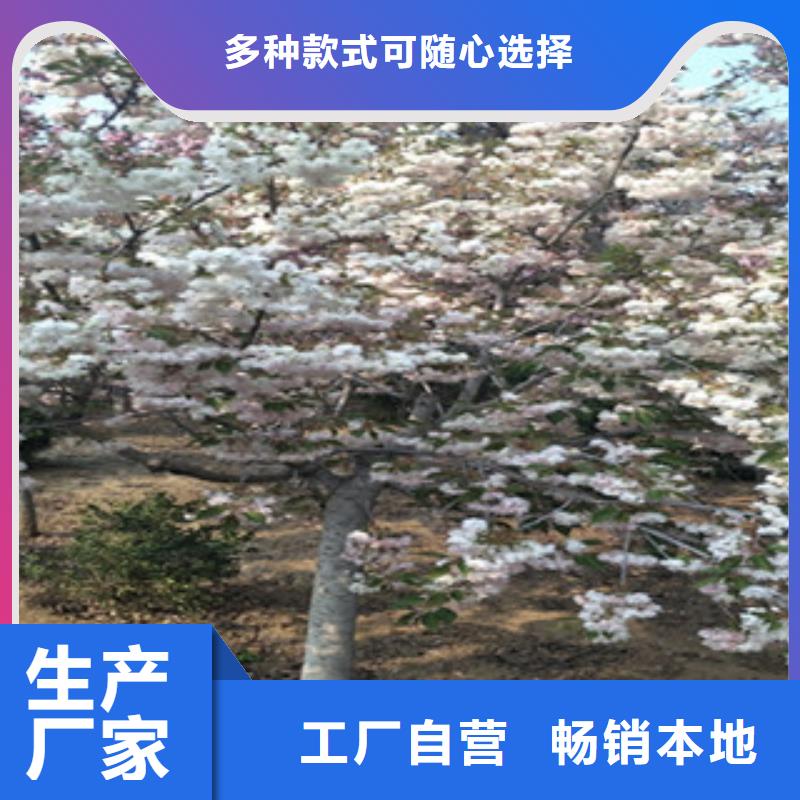 樱花核桃苗樱花苗长果桑树苗产品性能