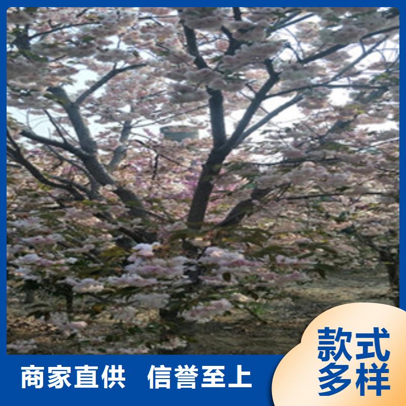 樱花占地果树源头厂商