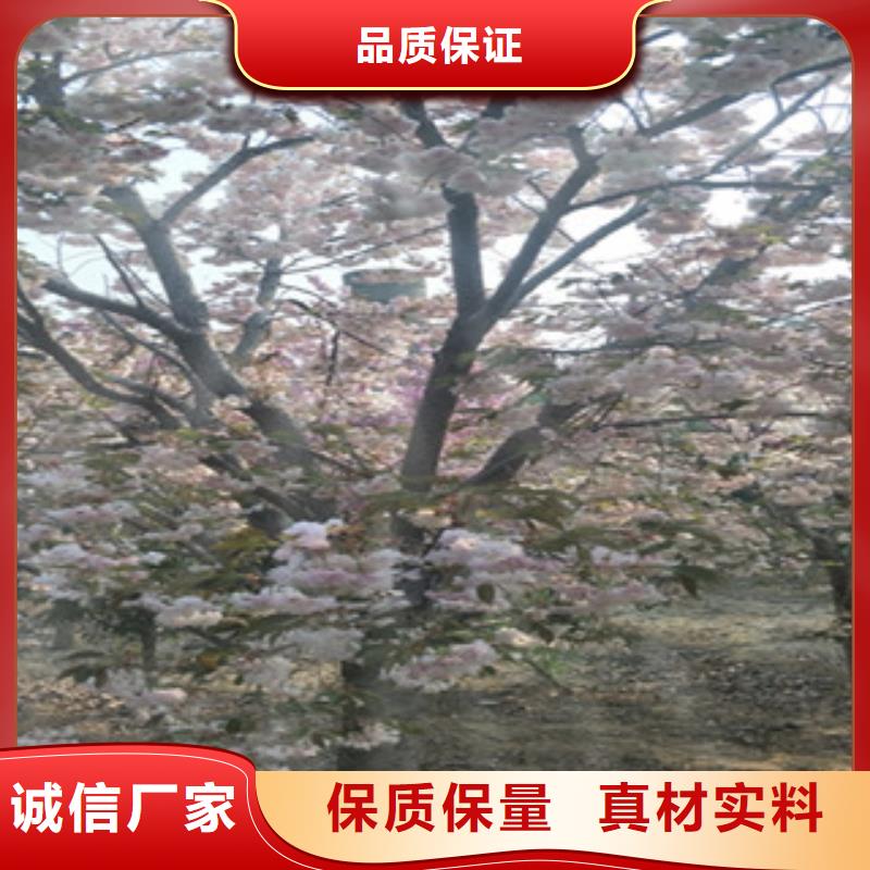 樱花核桃苗樱花苗长果桑树苗产品性能
