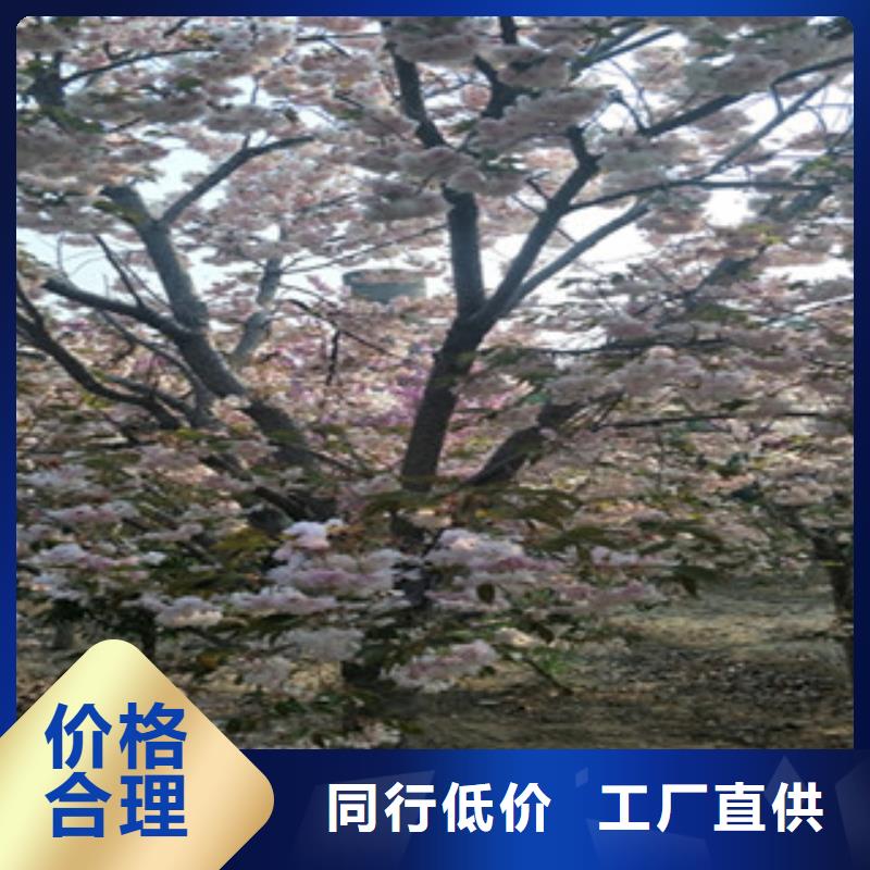 【樱花占地果树现货交易】