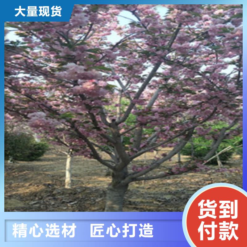 【樱花占地果树现货交易】