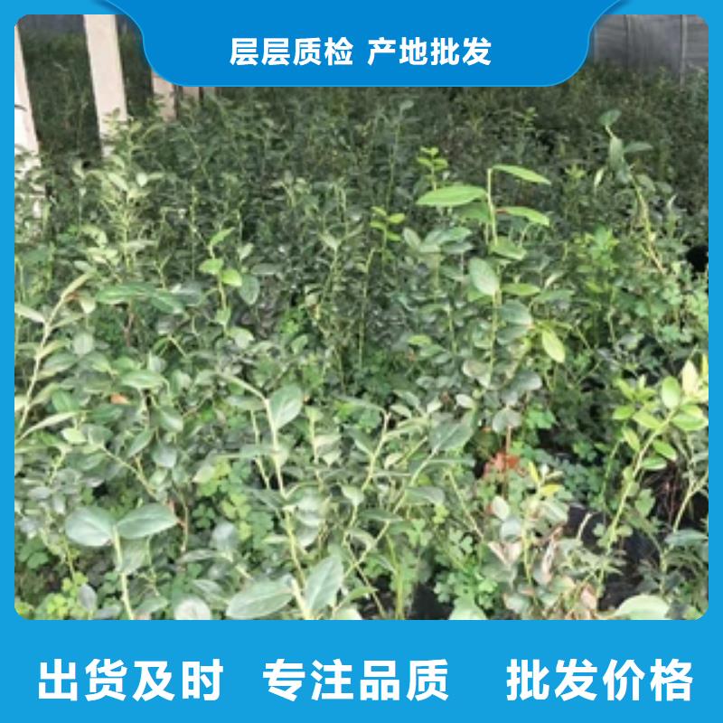 蓝莓苗-占地果树高品质现货销售