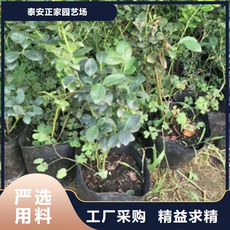 【蓝莓苗】国槐用心做好细节