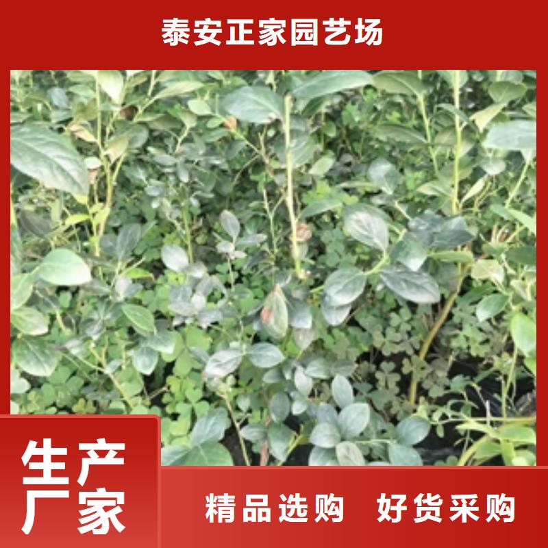 蓝莓苗樱桃苗拒绝伪劣产品