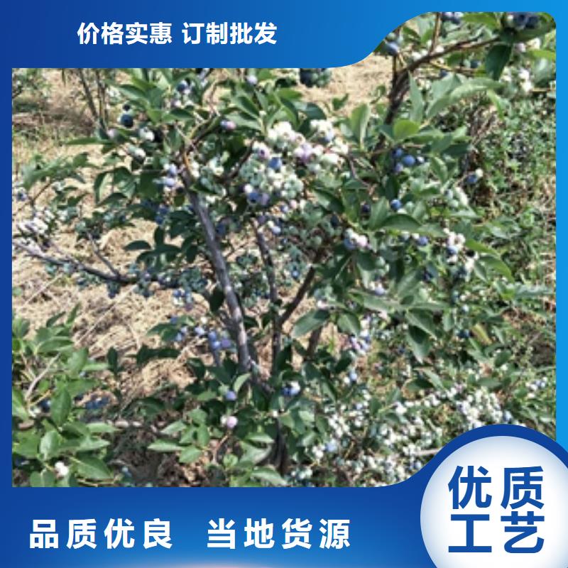 蓝莓苗,泰山景松造型景松厂家批发价