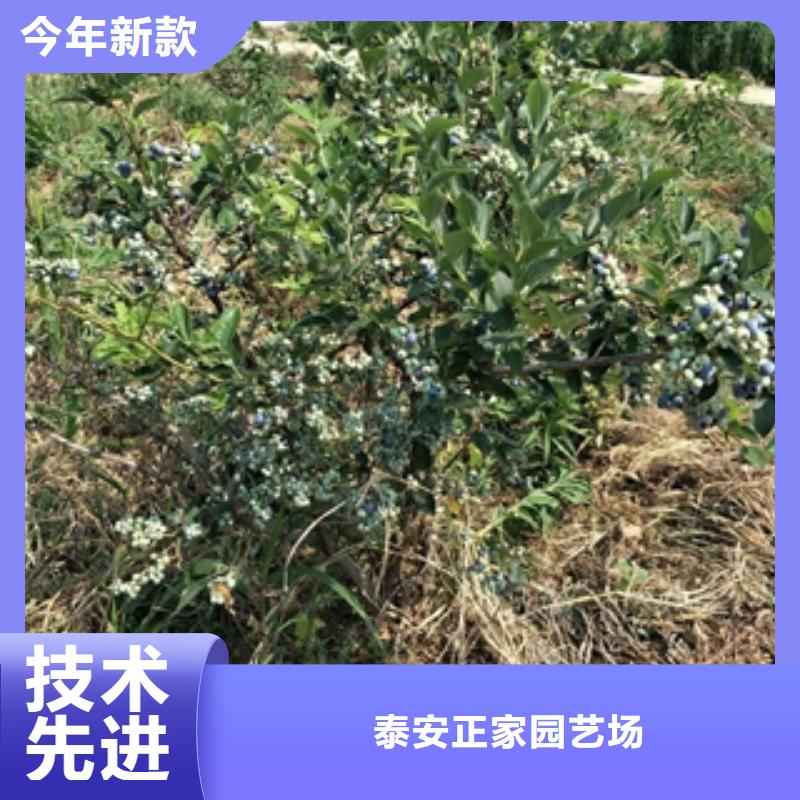 蓝莓苗泰山景松造型景松质保一年
