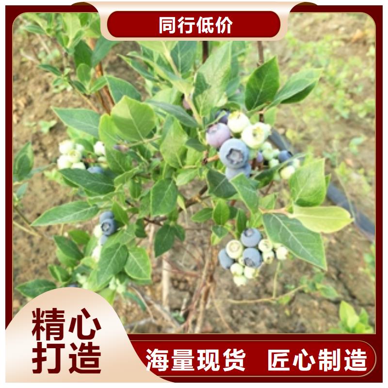 蓝莓苗,占地果树多种工艺