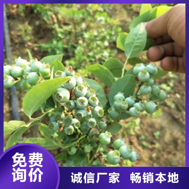 蓝莓苗,钙果苗多种优势放心选择