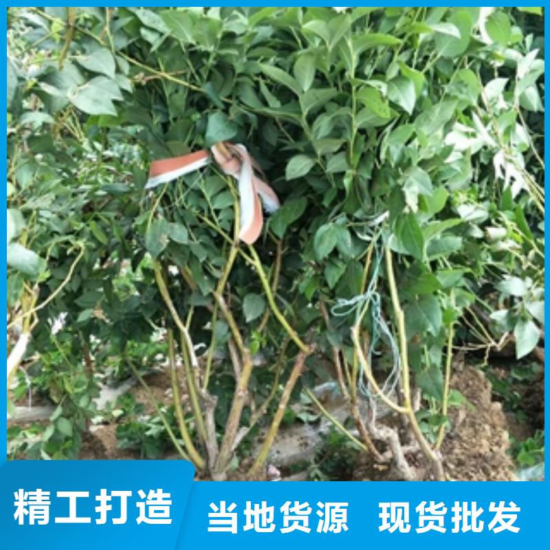 蓝莓苗,泰山景松造型景松厂家批发价