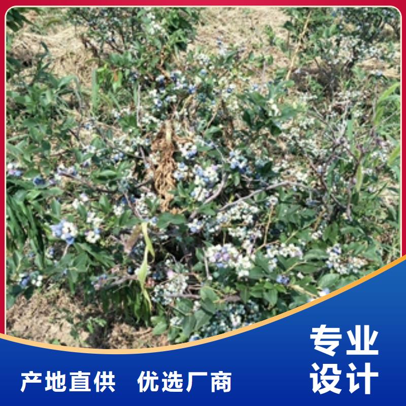 蓝莓苗树莓苗大厂生产品质