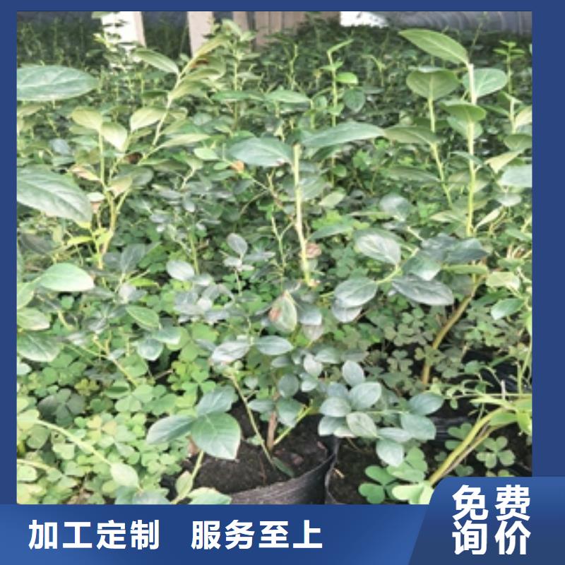 蓝莓苗泰山景松造型景松库存充足