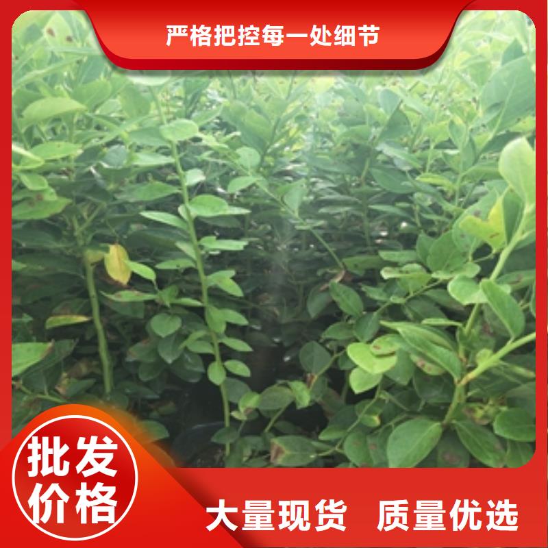 蓝莓苗,泰山景松造型景松厂家批发价