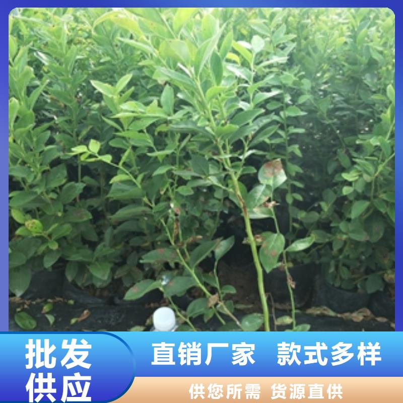 蓝莓苗,钙果苗多种优势放心选择