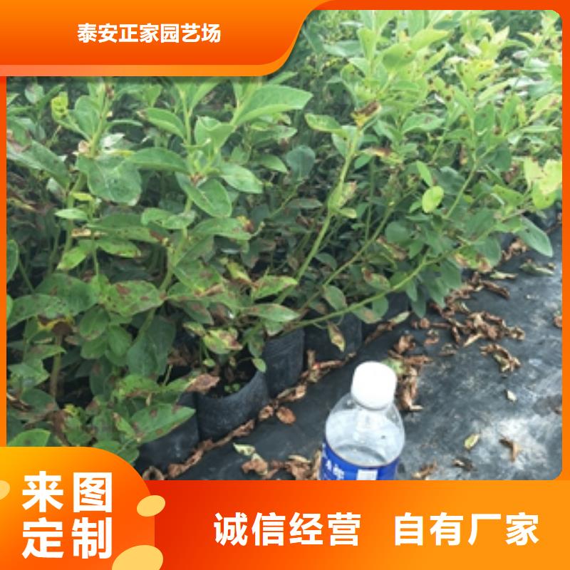 蓝莓苗,钙果苗多种优势放心选择