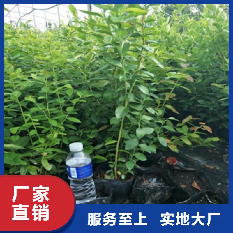 【蓝莓苗】国槐用心做好细节