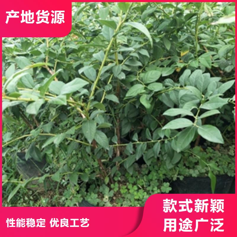 蓝莓苗-占地果树高品质现货销售
