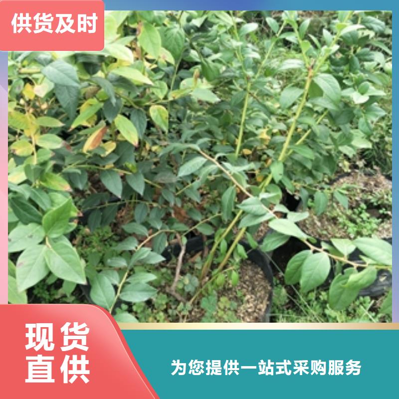 蓝莓苗,钙果苗多种优势放心选择