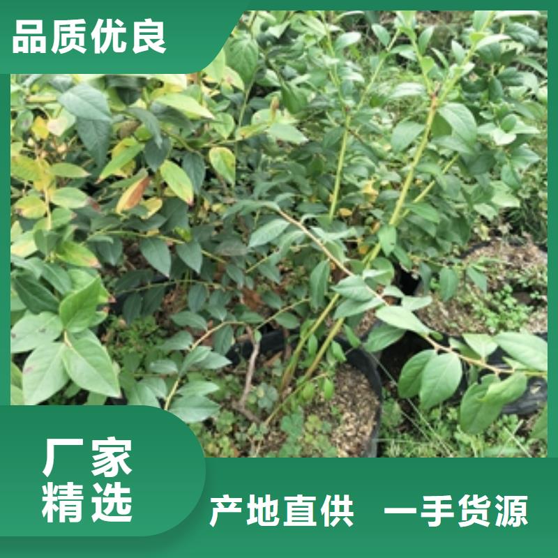 蓝莓苗泰山景松造型景松质保一年