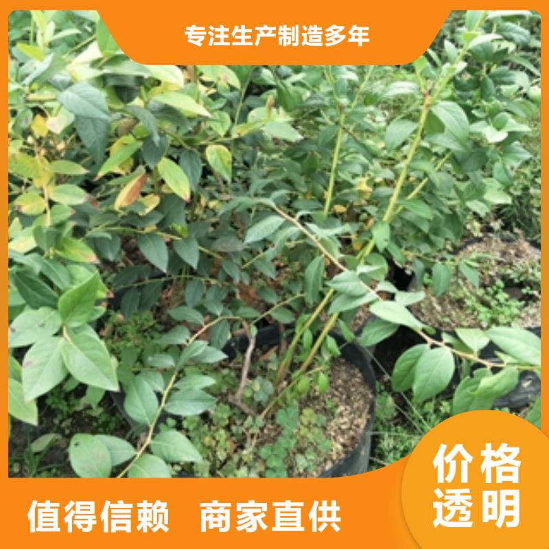 蓝莓苗泰山景松造型景松库存充足