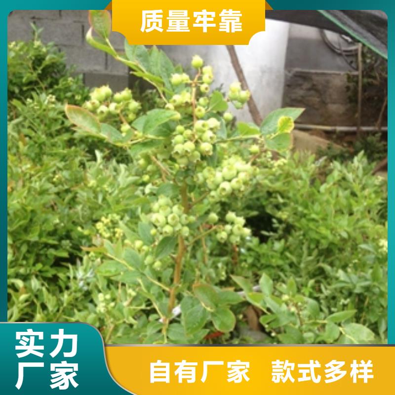 蓝莓苗泰山景松造型景松库存充足