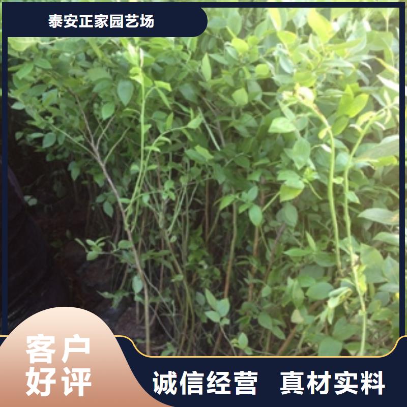 蓝莓苗,占地果树多种工艺
