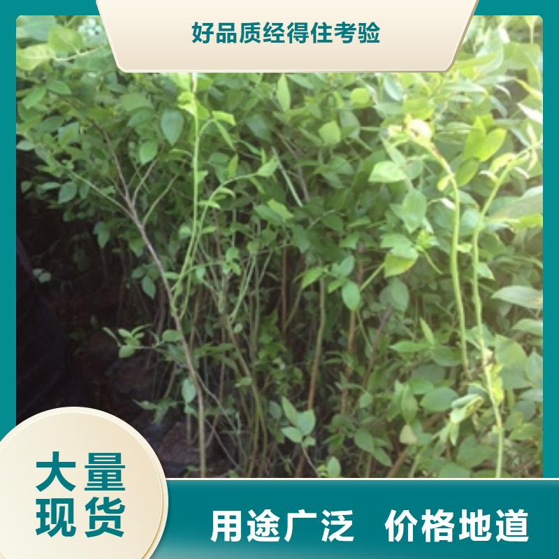 蓝莓苗泰山景松造型景松库存充足