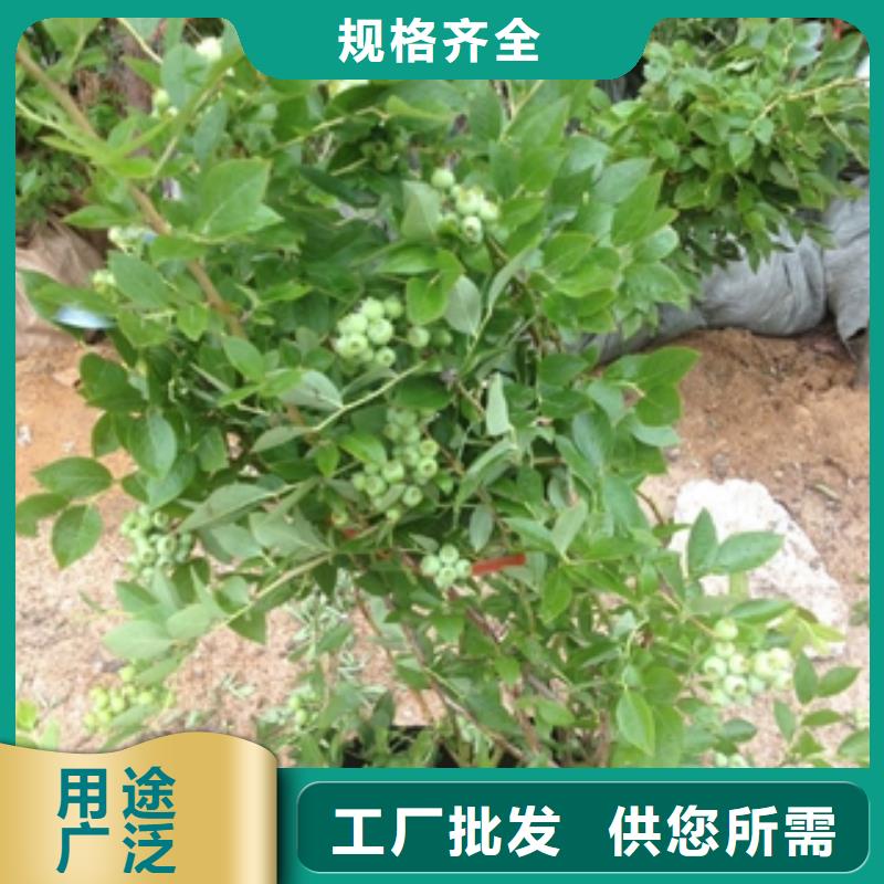 蓝莓苗樱桃苗拒绝伪劣产品
