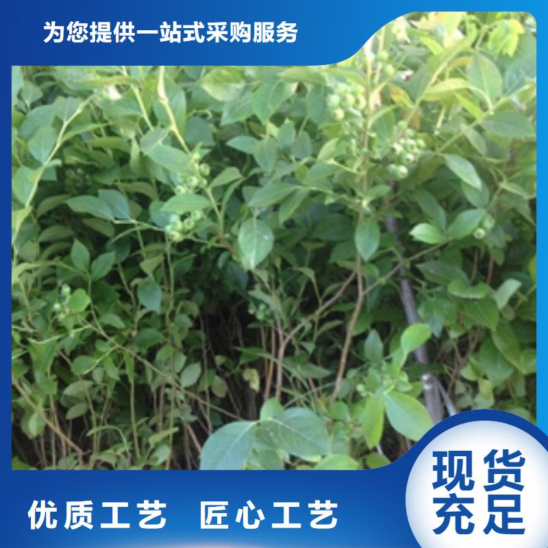 蓝莓苗泰山景松造型景松质保一年