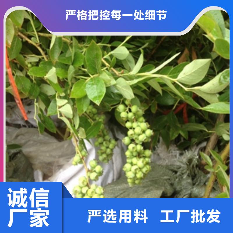 蓝莓苗泰山景松造型景松质保一年