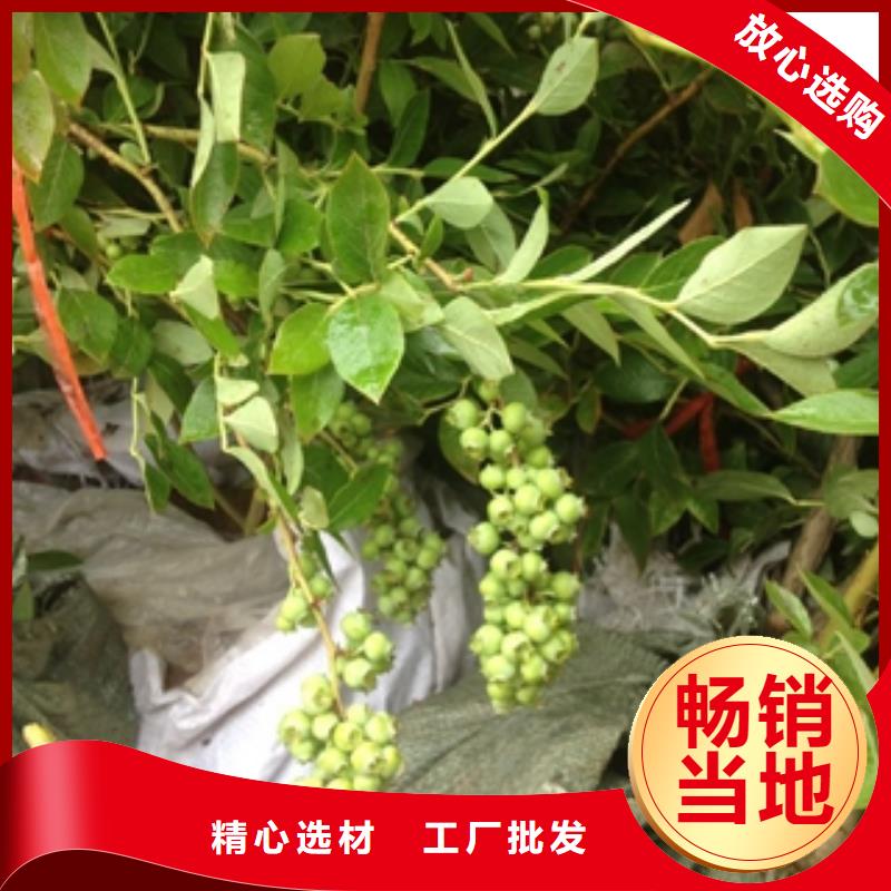蓝莓苗,泰山景松造型景松厂家批发价