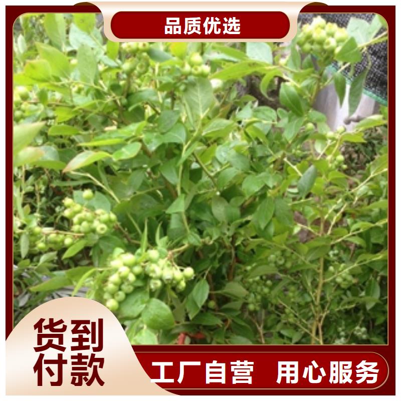 蓝莓苗泰山景松造型景松质保一年