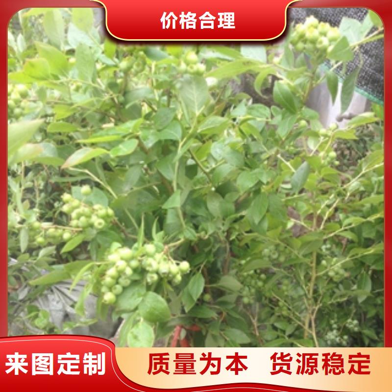 蓝莓苗泰山景松造型景松库存充足