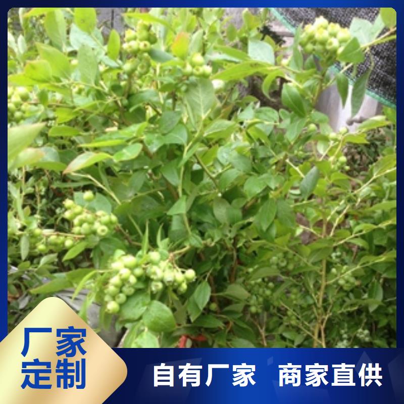 蓝莓苗,泰山景松造型景松厂家批发价