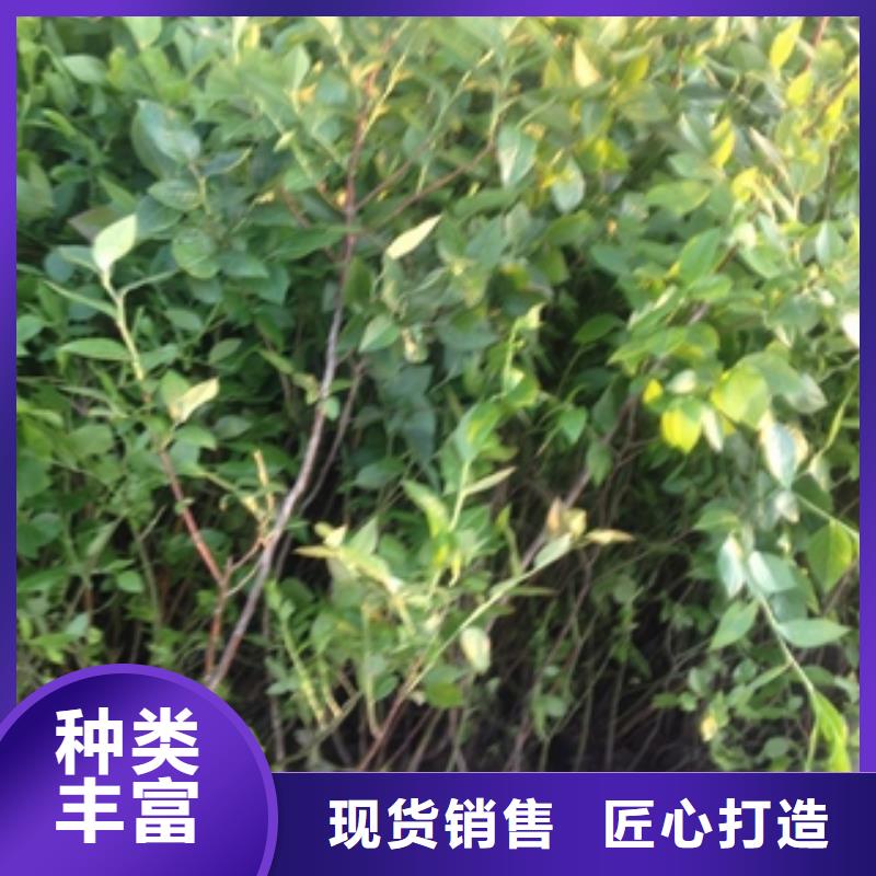 蓝莓苗树莓苗大厂生产品质