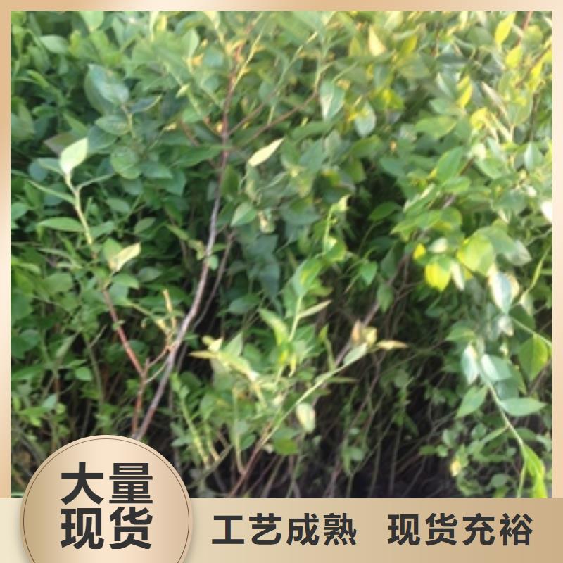 蓝莓苗泰山景松造型景松库存充足