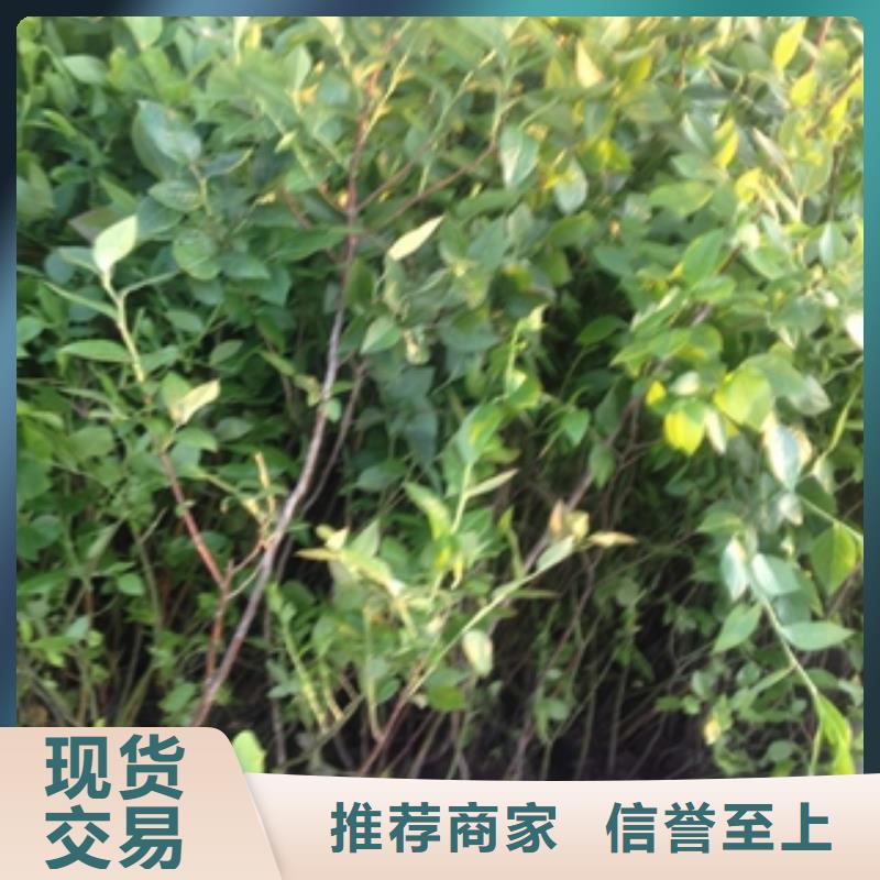 蓝莓苗,泰山景松造型景松厂家批发价