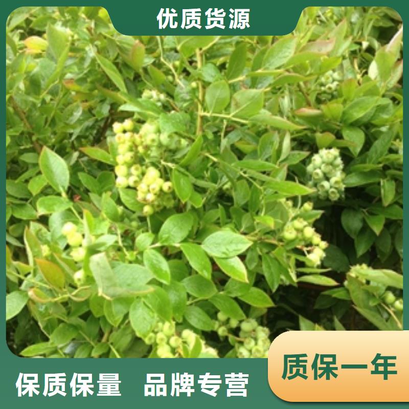蓝莓苗泰山景松造型景松库存充足