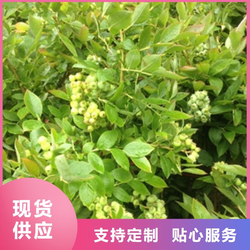 蓝莓苗树莓苗大厂生产品质