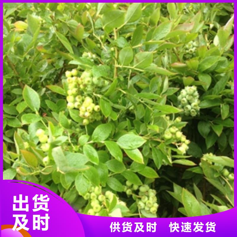 蓝莓苗,泰山景松造型景松厂家批发价