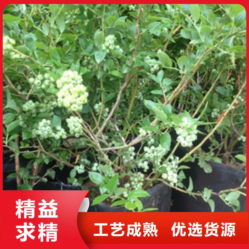 蓝莓苗,钙果苗多种优势放心选择