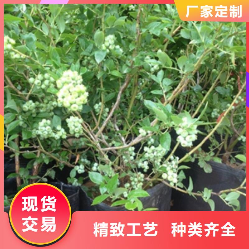 蓝莓苗泰山景松造型景松库存充足