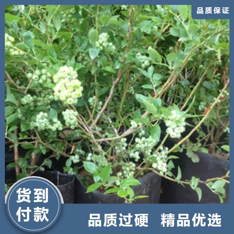 【蓝莓苗】国槐用心做好细节