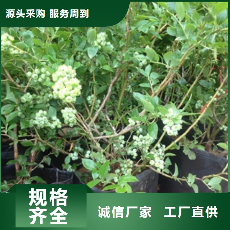 蓝莓苗树莓苗大厂生产品质