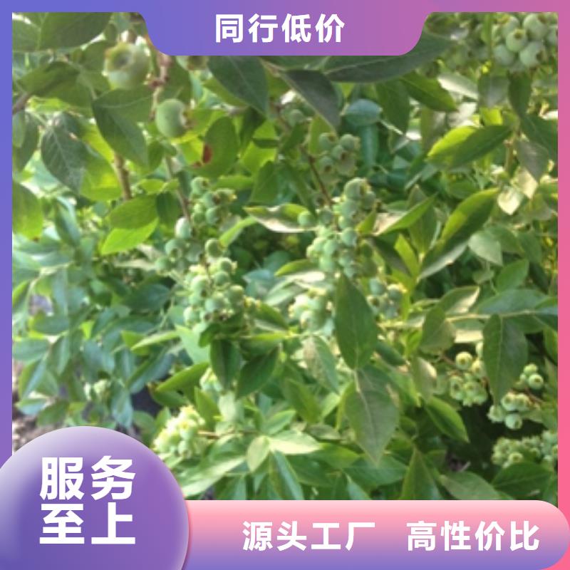 蓝莓苗,泰山景松造型景松厂家批发价