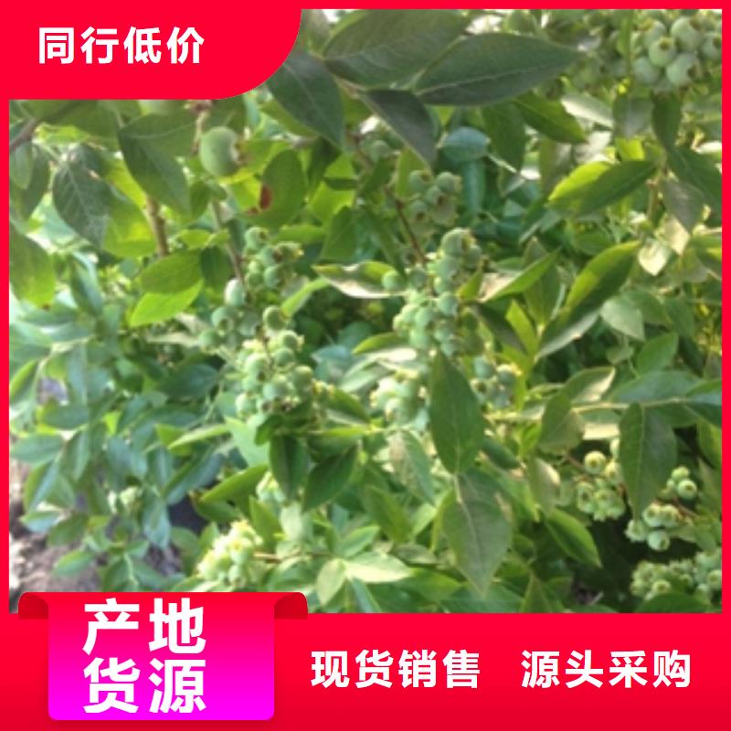 蓝莓苗树莓苗大厂生产品质