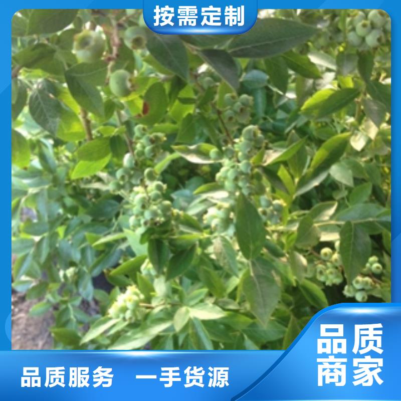 蓝莓苗泰山景松造型景松库存充足