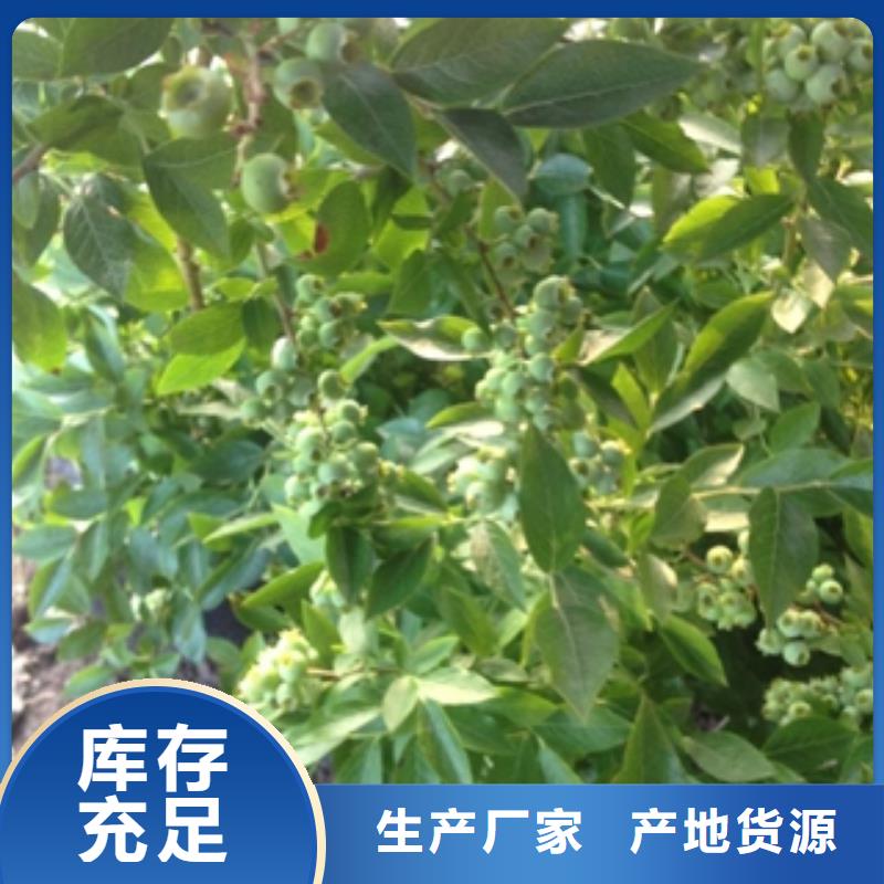 【蓝莓苗】国槐用心做好细节