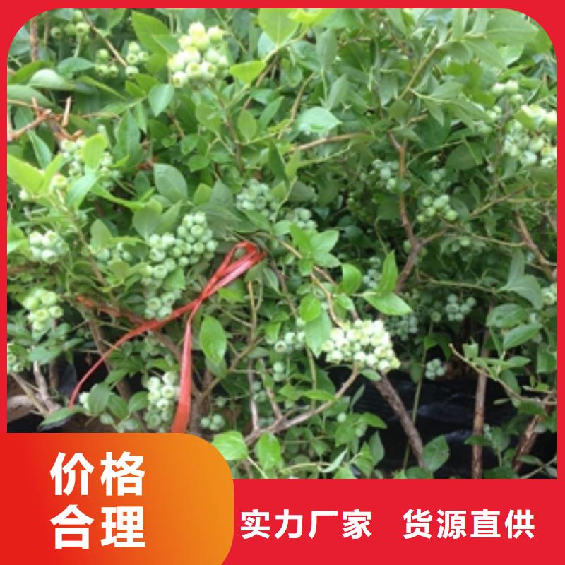 蓝莓苗泰山景松造型景松质保一年