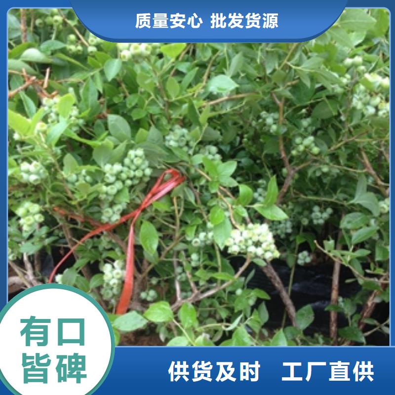 蓝莓苗泰山景松造型景松库存充足